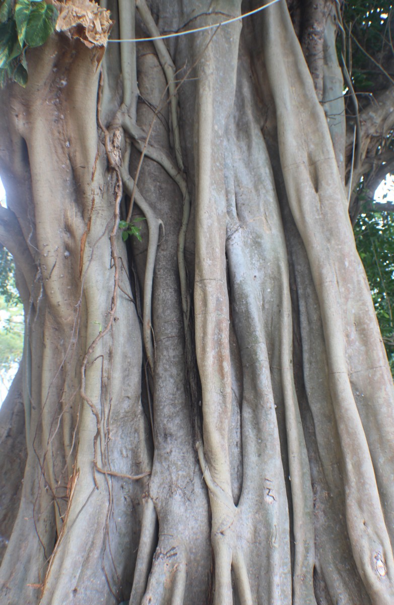 Ficus virens var. virens